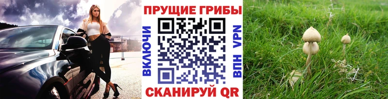 Псилоцибиновые грибы MAGIC MUSHROOMS  Купить закладки  Кемь 